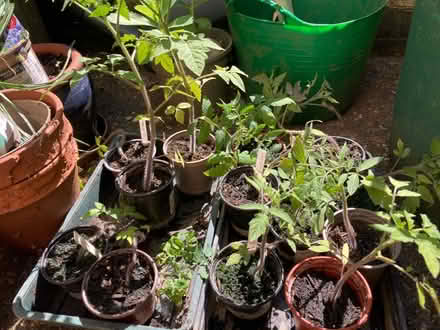 Photo of free Tomato plants (Panshanger AL7) #1