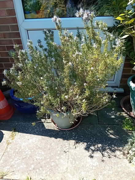 Photo of free Rosemary plants (CT12) #2