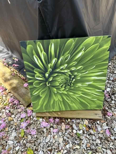 Photo of free Canvas/type picture - green flower - 19” x 19” (Wilby NN8) #1