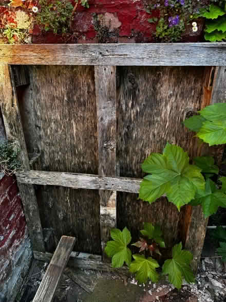 Photo of free Pallets (Anfield) #3