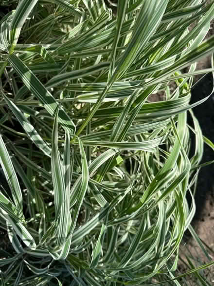 Photo of free Variegated Ornamental Grass (North-west Batavia) #1