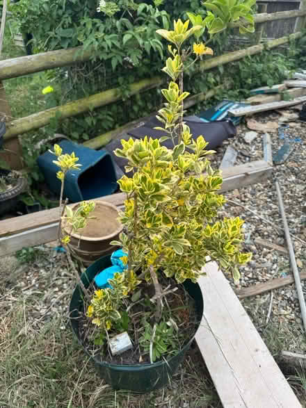 Photo of free Garden bush (New England) #1