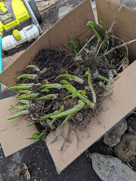 Photo of free Hostas (Kitchener, near Victoria Park) #1