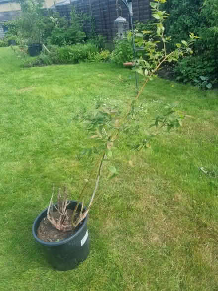 Photo of free Blueberry plant (Kidlington OX5) #1