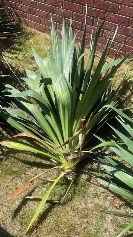 Photo of free Yukka Plants (Cheshunt En8) #2