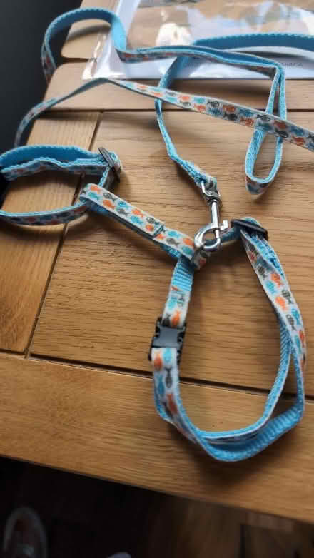 Photo of free Cat harness with lead (Combe Down) #1