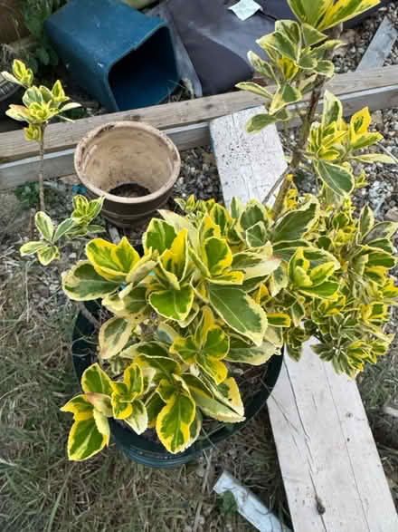 Photo of free Garden bush (New England) #2