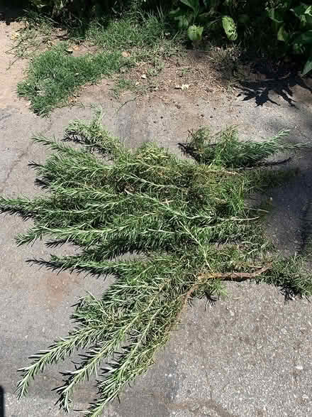 Photo of free Fresh organic rosemary (Woodside near Town) #1