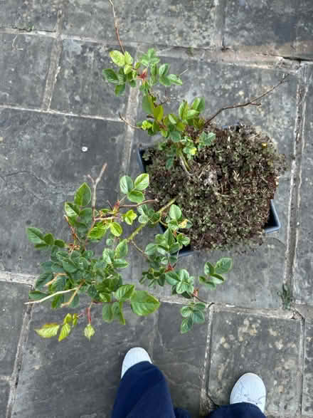 Photo of free Red rose bush (Rh13ad) #2