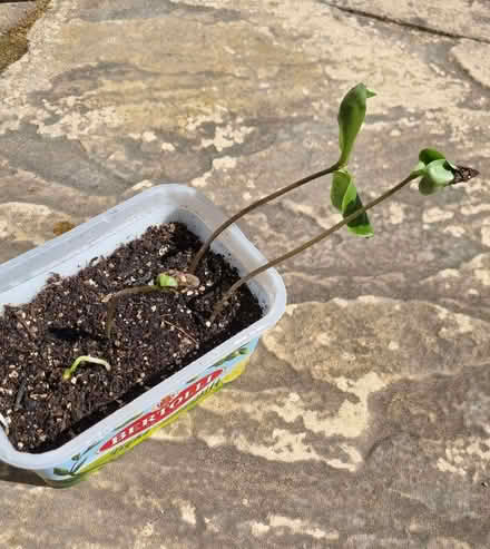 Photo of free Cup and Saucer plants (Cobaea Scandens) (Aston Clinton HP22) #1