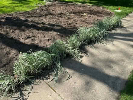 Photo of free Variegated Ornamental Grass (North-west Batavia) #2