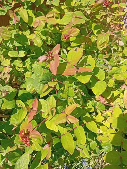 Photo of free Tutsan (outdoor plant/bush) (Rose Hill OX4) #2