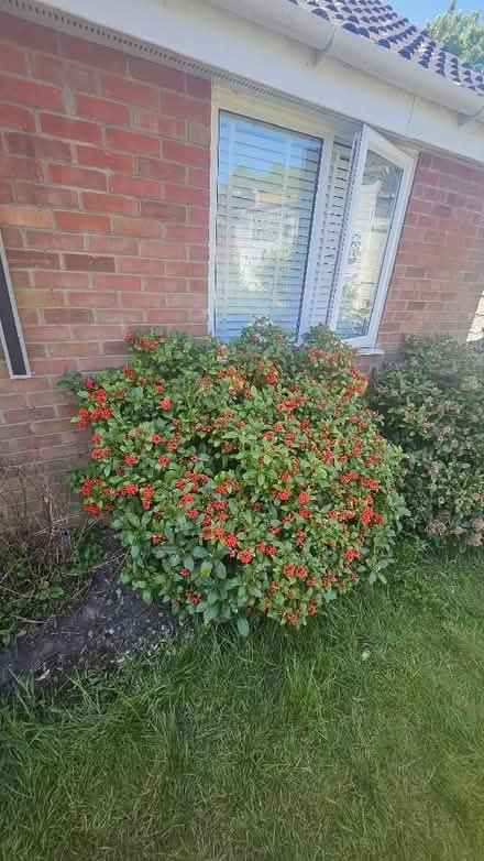 Photo of free Assortment of plants/bushes from garden (Spixworth NR10) #2