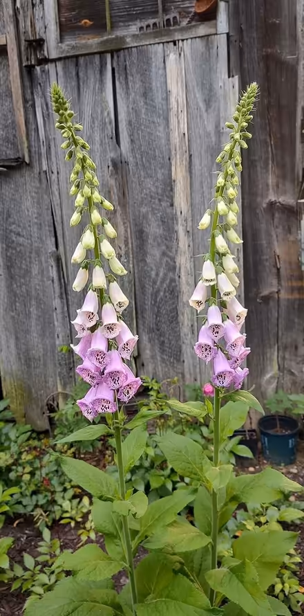 Photo of free Foxglove seedlings (Odenton) #1