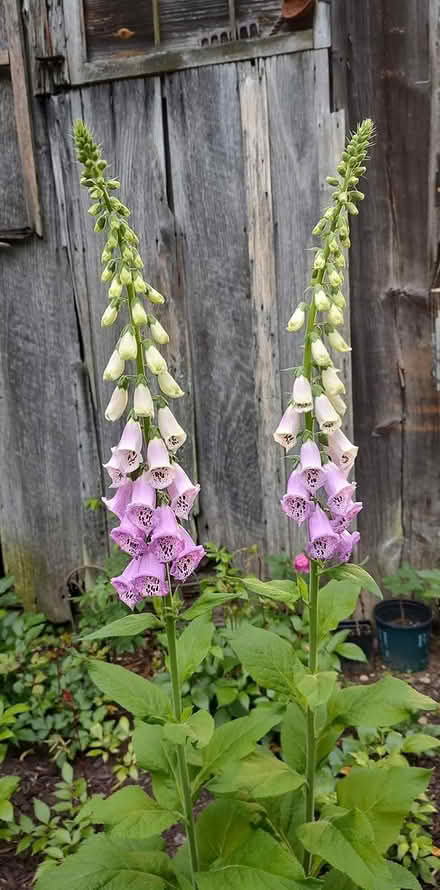 Photo of free Foxglove seedlings (Odenton) #1