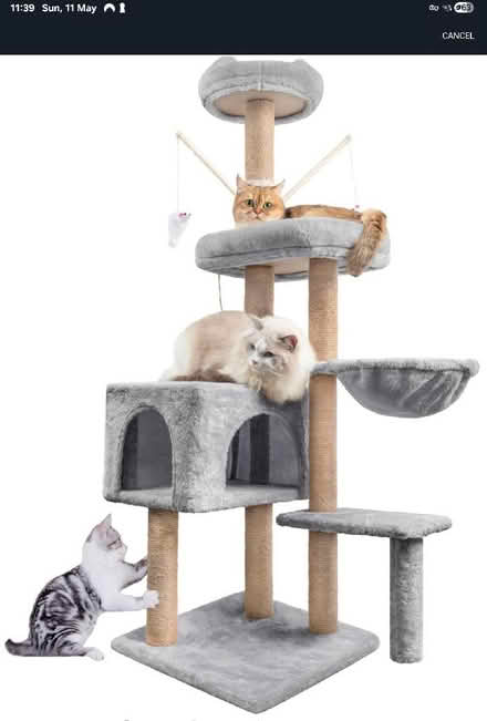 Photo of free Cat climbing and scratching tower (Taunton Killams & Mountfield District Ward TA1) #1