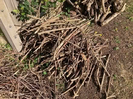 Photo of free Wood/tree cuttings for fire etc (Coventry CV4) #2
