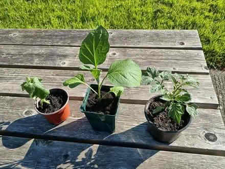 Photo of Vegetable plants of any kind (Chalvington BN27) #2