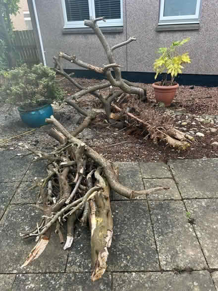 Photo of free Wood for log burner. (Monifieth DD5) #1