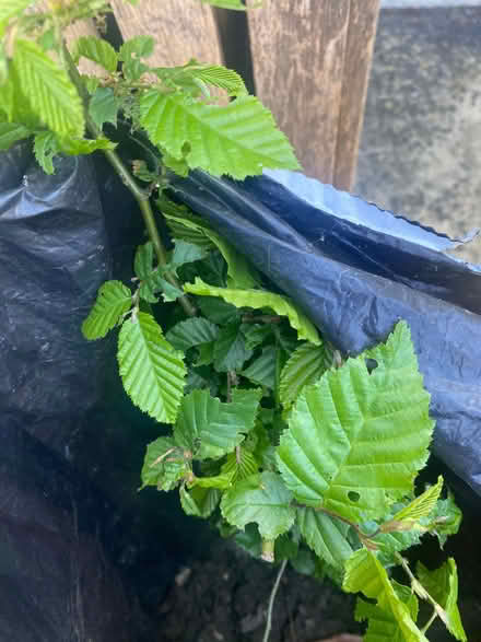 Photo of free Hornbeam tree seedlings (Wanstead E11) #1