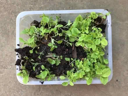 Photo of free foxglove seedlings (Cookham SL6) #1
