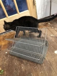 Photo of free dish rack (Toledo Ohio near Tecumseh St) #1