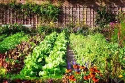 Photo of Vegetable plants for communal plot (Harefield UB9) #1