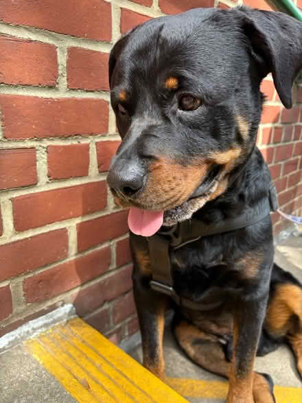 Photo of Hill’s kidney care dog food (Rego Park) #1