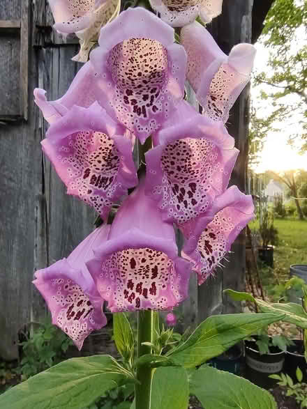 Photo of free Foxglove seedlings (Odenton) #3