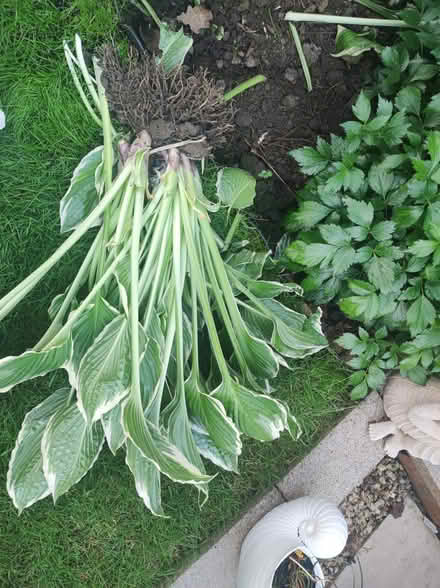 Photo of free Hosta Plant (WA3) #1