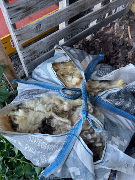 Photo of free Sheep‘s wool (Sidcot BS25) #2