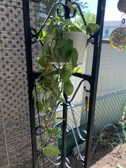 Photo of free Plants and stuff (Glenolden 19036) #2