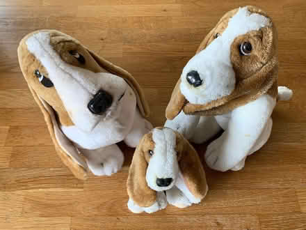 Photo of free Hush Puppies seek caring owner (Poynton SK12) #1