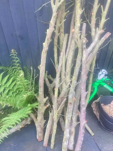 Photo of free Logs / branches (Muswell Hill N10) #1