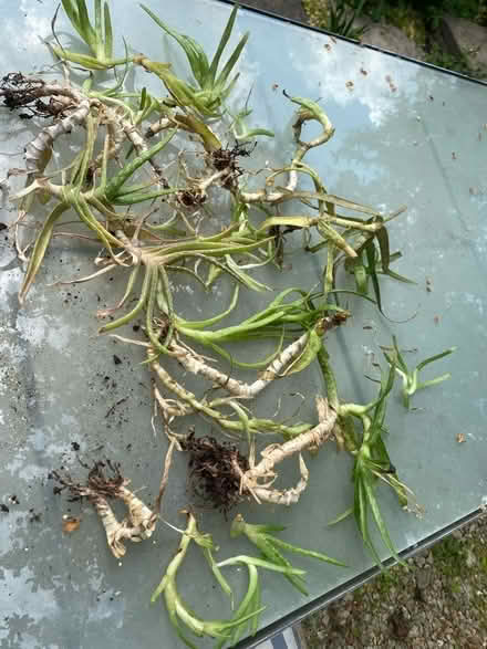Photo of free Aloe Vera cuttings (Oxford-Freegle CGA OX4) #1