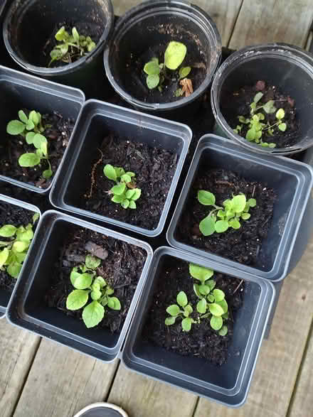 Photo of free Foxglove seedlings (Odenton) #2