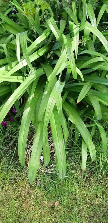 Photo of free Clump of day liliies (Orton Waterville) #1