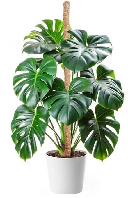 Photo of Monstera plant (Edgware) #1