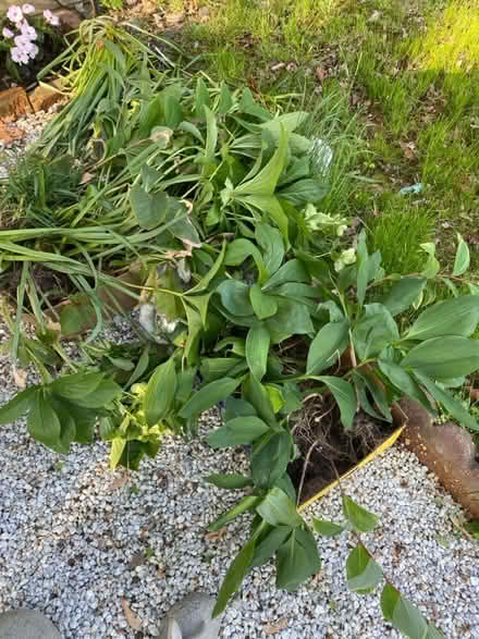 Photo of free Shade plants (Glenolden 19036) #1