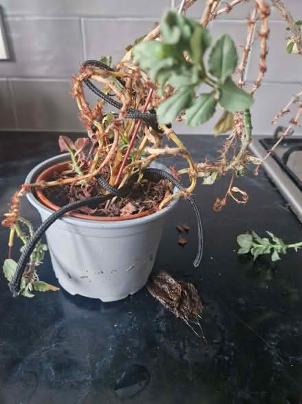 Photo of free Kanlachoe Pinnata (Madley Park OX28) #1