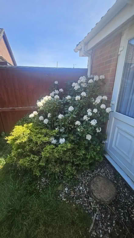 Photo of free Assortment of plants/bushes from garden (Spixworth NR10) #1