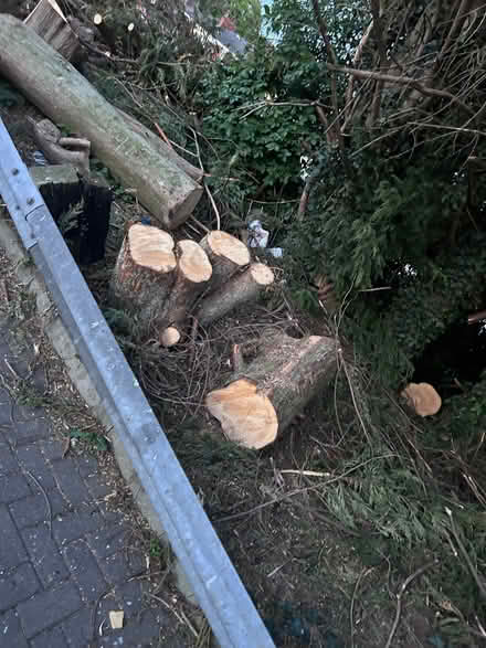 Photo of free Wood (Frenchwood PR1) #1