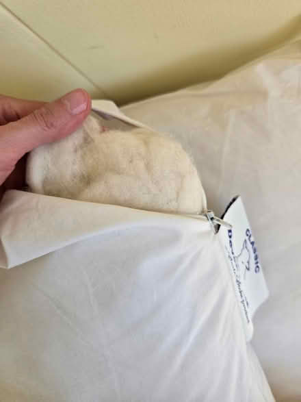 Photo of free Old pillows (SG8 (Melbourn)) #3