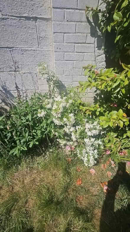 Photo of free Assortment of plants/bushes from garden (Spixworth NR10) #4