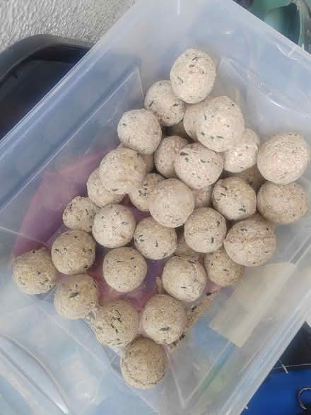 Photo of free 30 fat balls (Whittlesey) #1