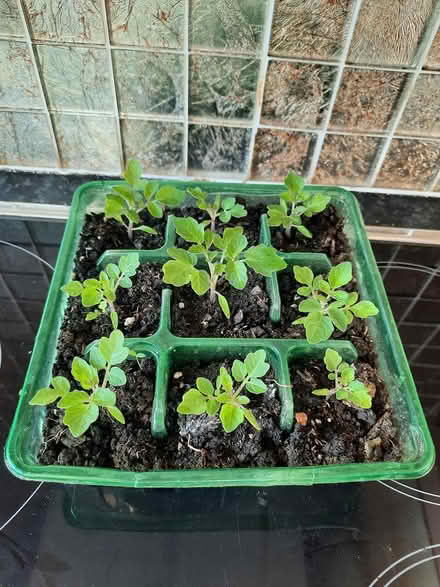 Photo of free 9 Tomato seedlings (Morden SM4) #1