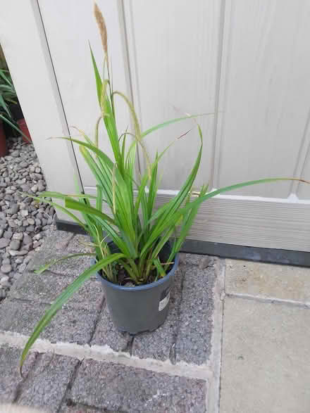 Photo of free Ornamental grass (Killamarsh S21) #1