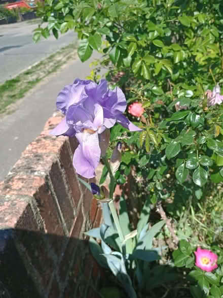 Photo of Iris plants (Ramslye TN4) #1