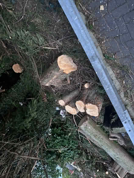 Photo of free Wood (Frenchwood PR1) #1