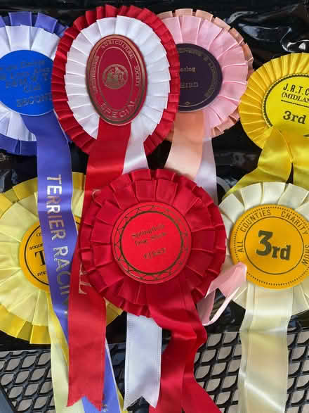 Photo of free Rosettes (Breadsall DE21) #1